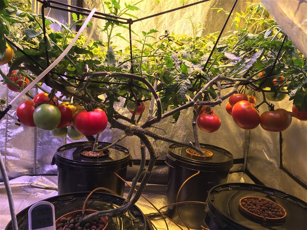 Помидоры растут в гроубоксе на гидропонике