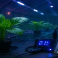 Растения в гидропонной установке. Рядом лежит контроллер pH и EC