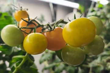 На ветке помидоры разной степени спелости: зелёные, жёлтые, оранжевые