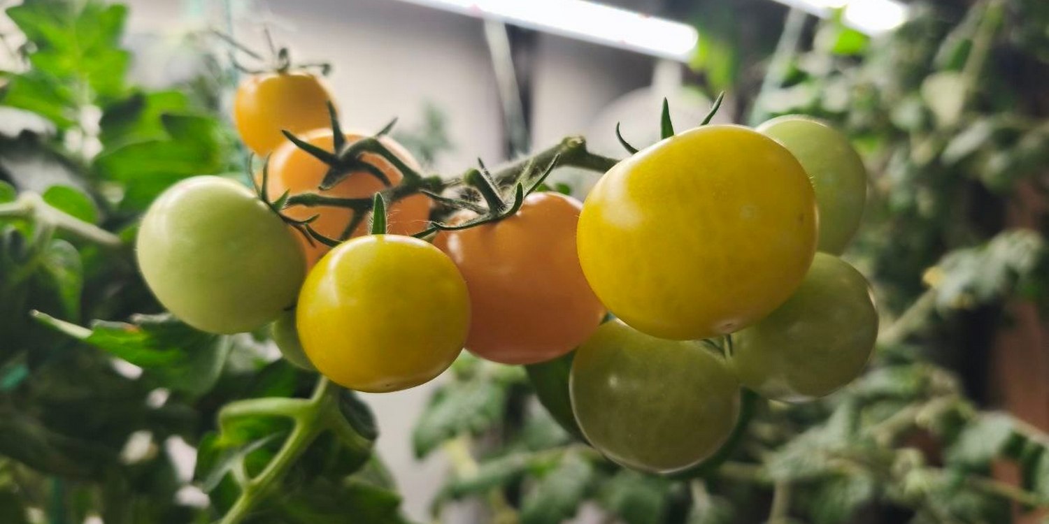 На ветке помидоры разной степени спелости: зелёные, жёлтые, оранжевые