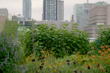 Сад с цветами и травами на крыше