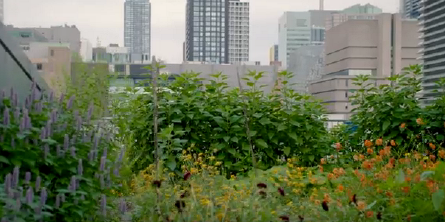 Сад с цветами и травами на крыше