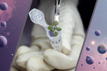 Рука в белой резиновой перчатке держит маленькую пробирку. При помощи пинцета в неё помещают миниатюрное растение картофеля