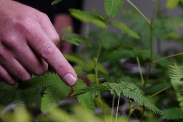 Человек тянется пальцем к мимозе стыдливой