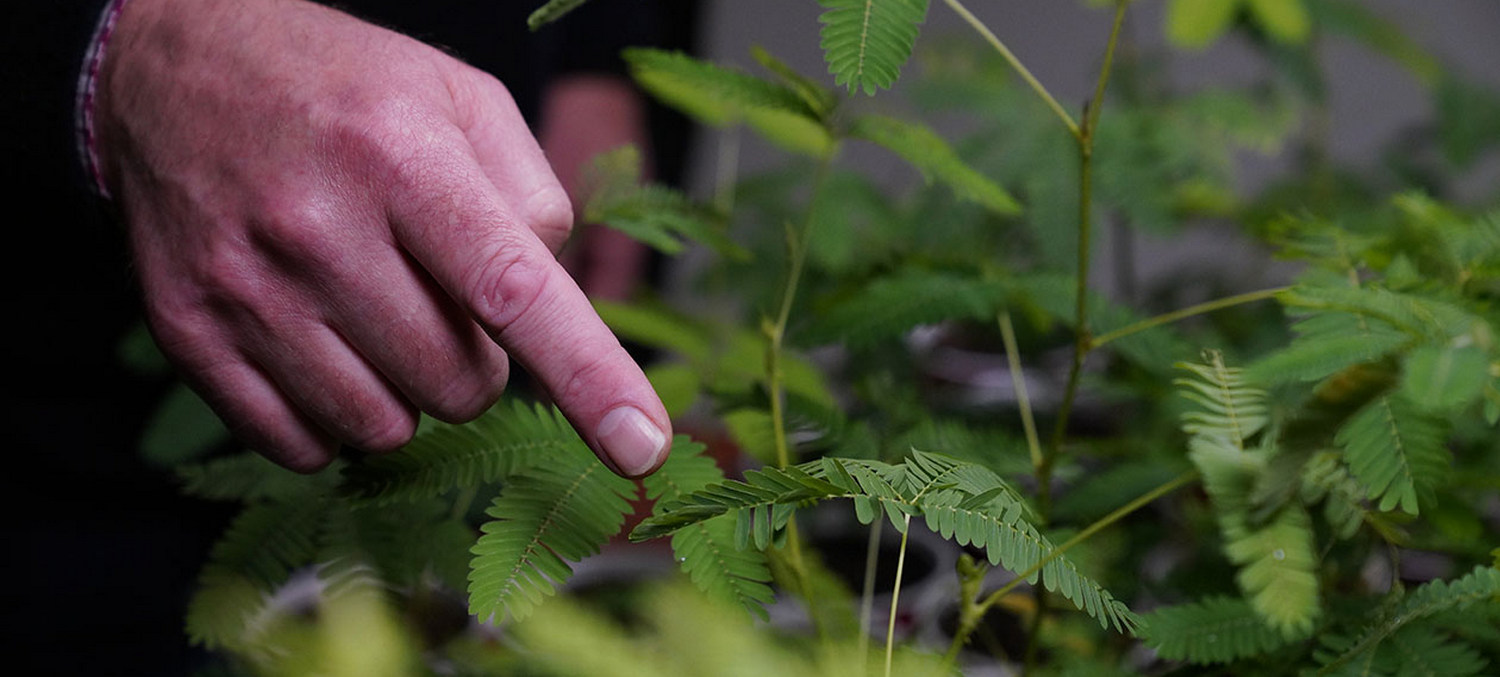 Человек тянется пальцем к мимозе стыдливой