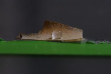 На материале из мицелия лежит капля воды