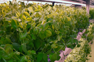 Микрозелень гороха растёт в аэропонной установке