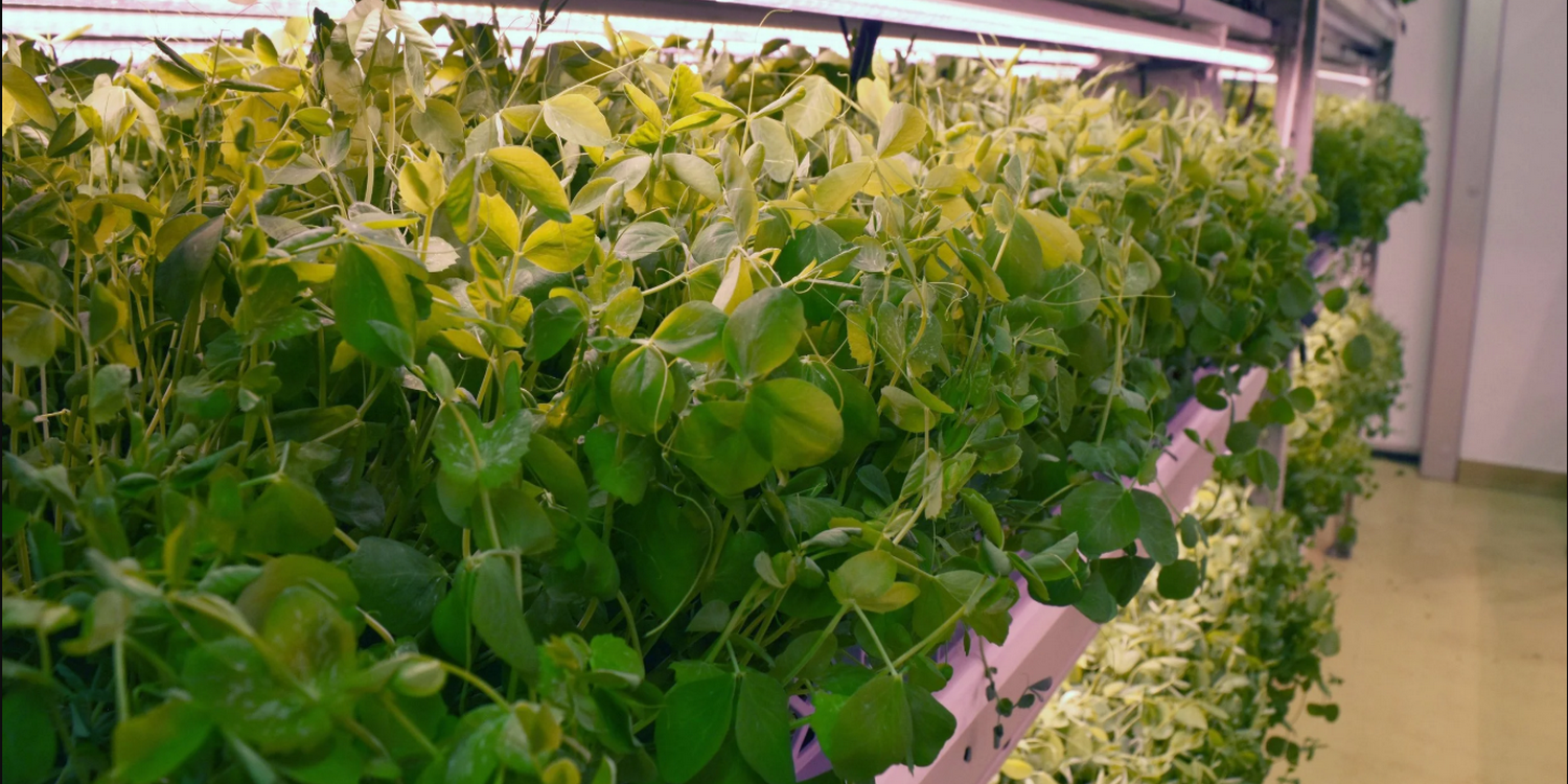 Микрозелень гороха растёт в аэропонной установке