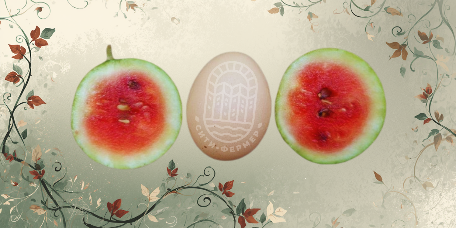 Разрезанный на две части миниатюрный арбуз лежит рядом с куриным яйцом