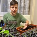 Молодой человек на кухне пересаживает рассаду томатов