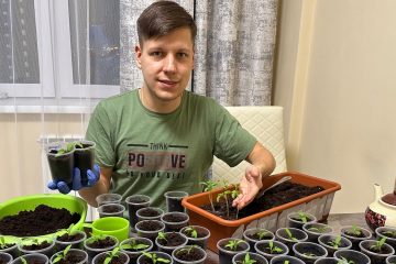 Молодой человек на кухне пересаживает рассаду томатов