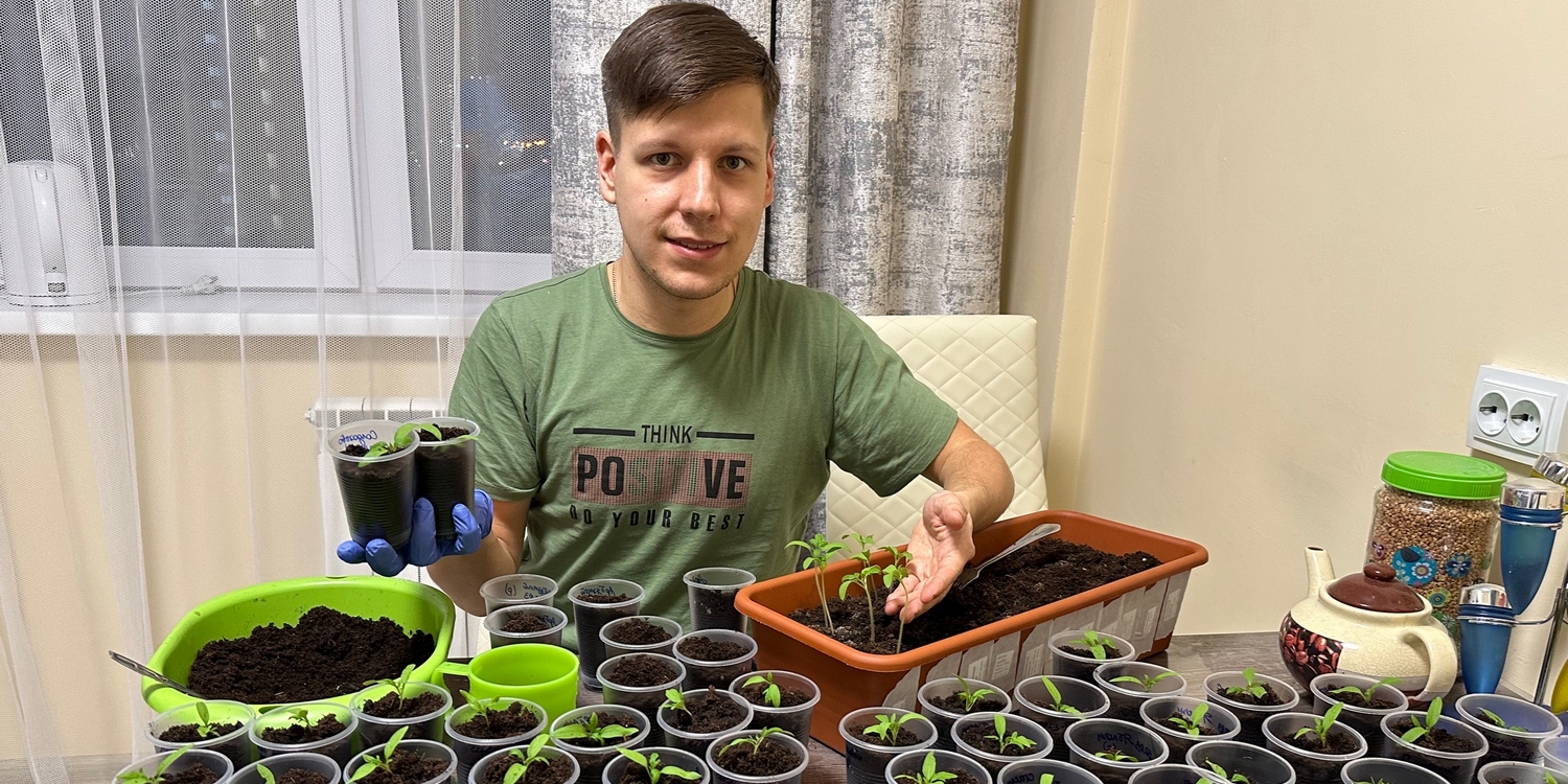 Молодой человек на кухне пересаживает рассаду томатов