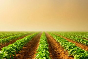 Поле во время пыльной бури