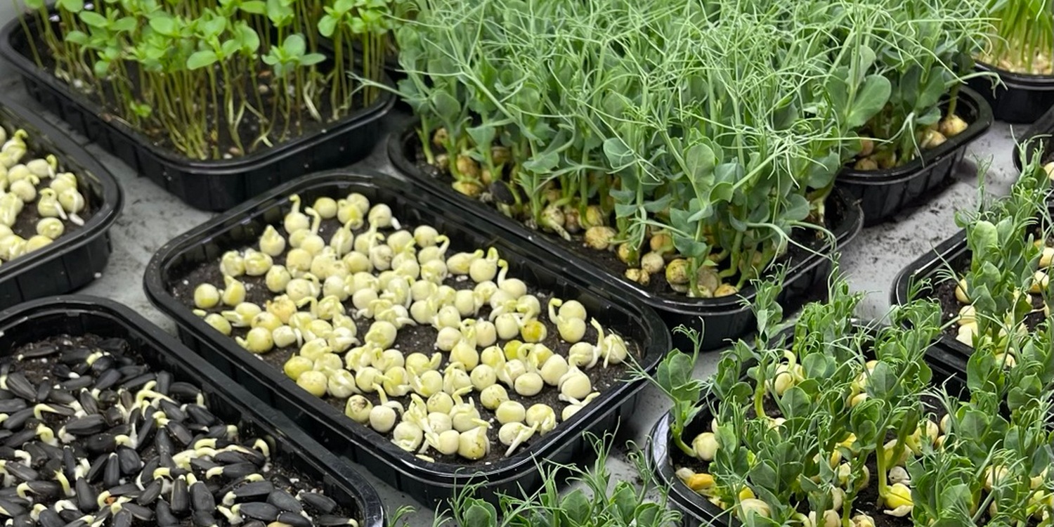 Лотки с различной микрозеленью