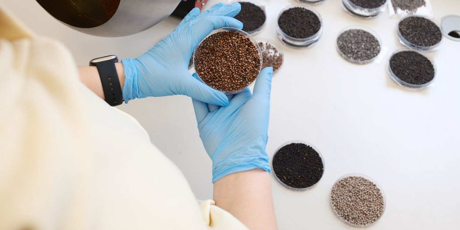 На столе лежит несколько чашек Петри с различными семенами. У стола стоит человек в белом халате и одержит одну из чашек Петри в руках