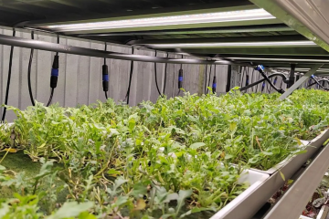 Руккола растёт на вертикальной ферме под светодиодными светильниками