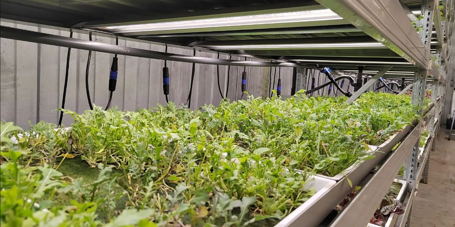 Руккола растёт на вертикальной ферме под светодиодными светильниками