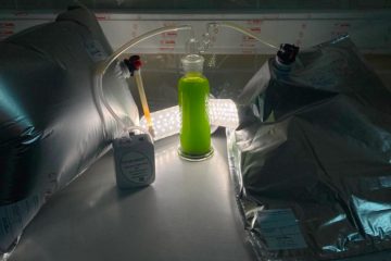 В стеклянном сосуде выращивают микроводоросли при помощи дымового газа