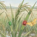 На поле растет рис. На листьях некоторых растений закреплены небольшие сенсоры в виде наклеек зелёного цвета. К одному из растений близко подлетели насекомые-вредители Огнёвка жёлтая рисовая и наклейка-сенсор на ней покраснела